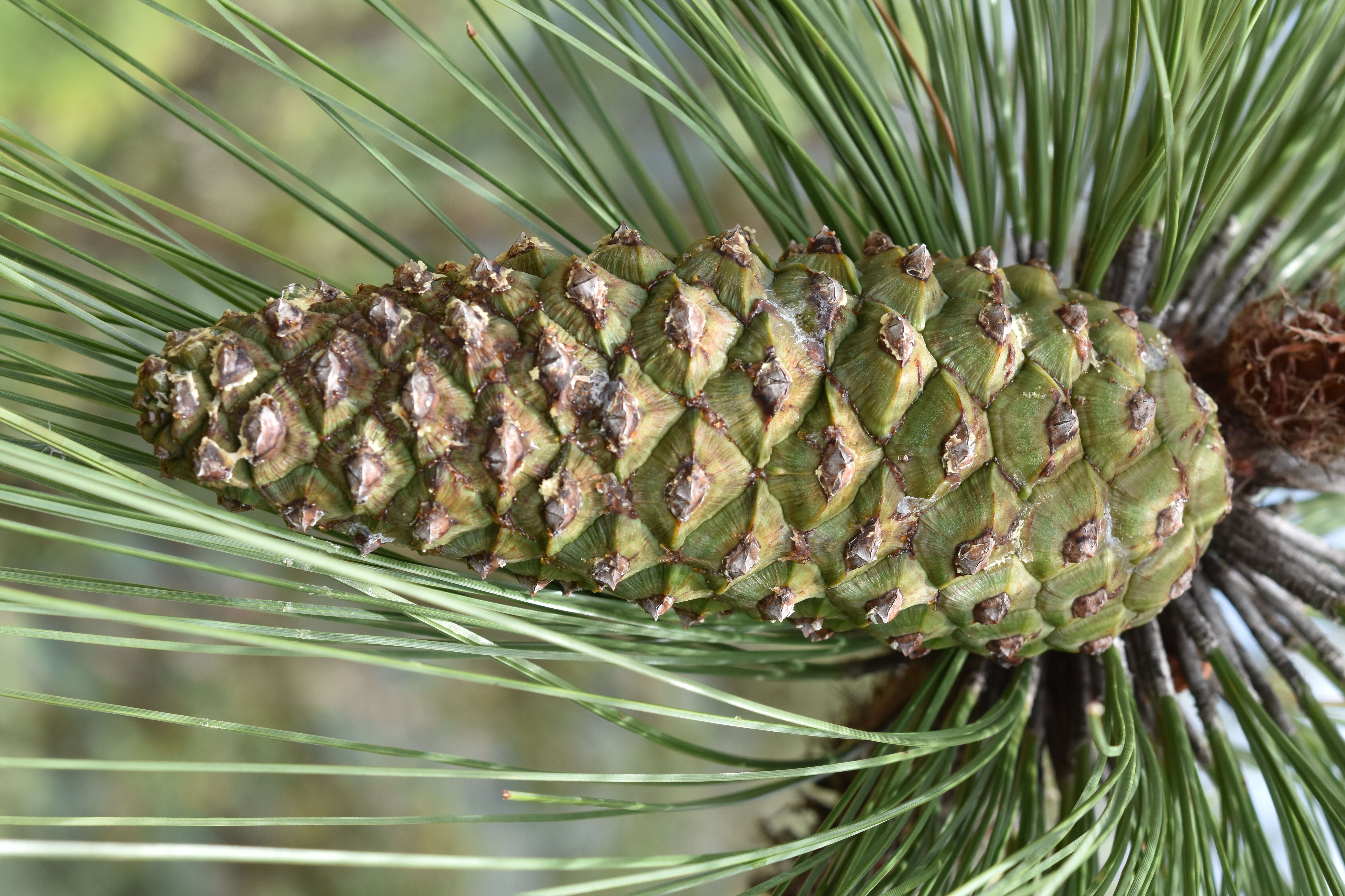 Image of Michoacán Pine