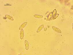 Plancia ëd Gyromitra gigas (Krombh.) Cooke 1878