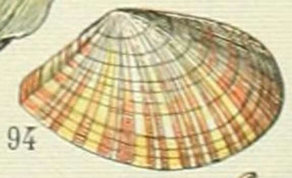 Image of Tellina Linnaeus 1758