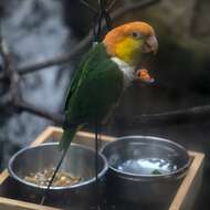 Image of Eastern White-bellied Parrot