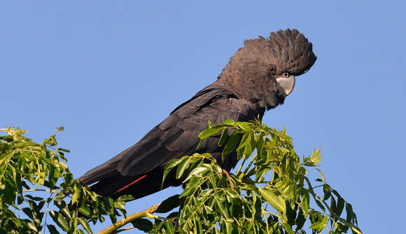 Image of Red-tailed Black-Cockatoo