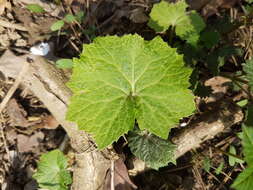 Image of Petasites albus (L.) Gaertn.