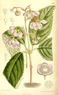 Image of Hydrangea caerulea (Stapf) Y. De Smet & Granados