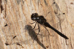 Image of black darter