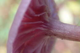 Image of Laccaria amethystina Cooke 1884