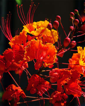 Image of Dwarf Poinciana