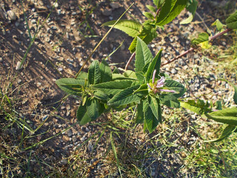 Image of wild bergamot