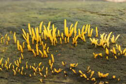 Imagem de Calocera cornea (Batsch) Fr. 1827