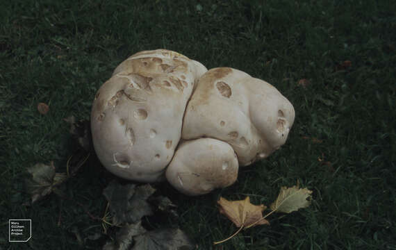 Imagem de Calvatia gigantea (Batsch) Lloyd 1904