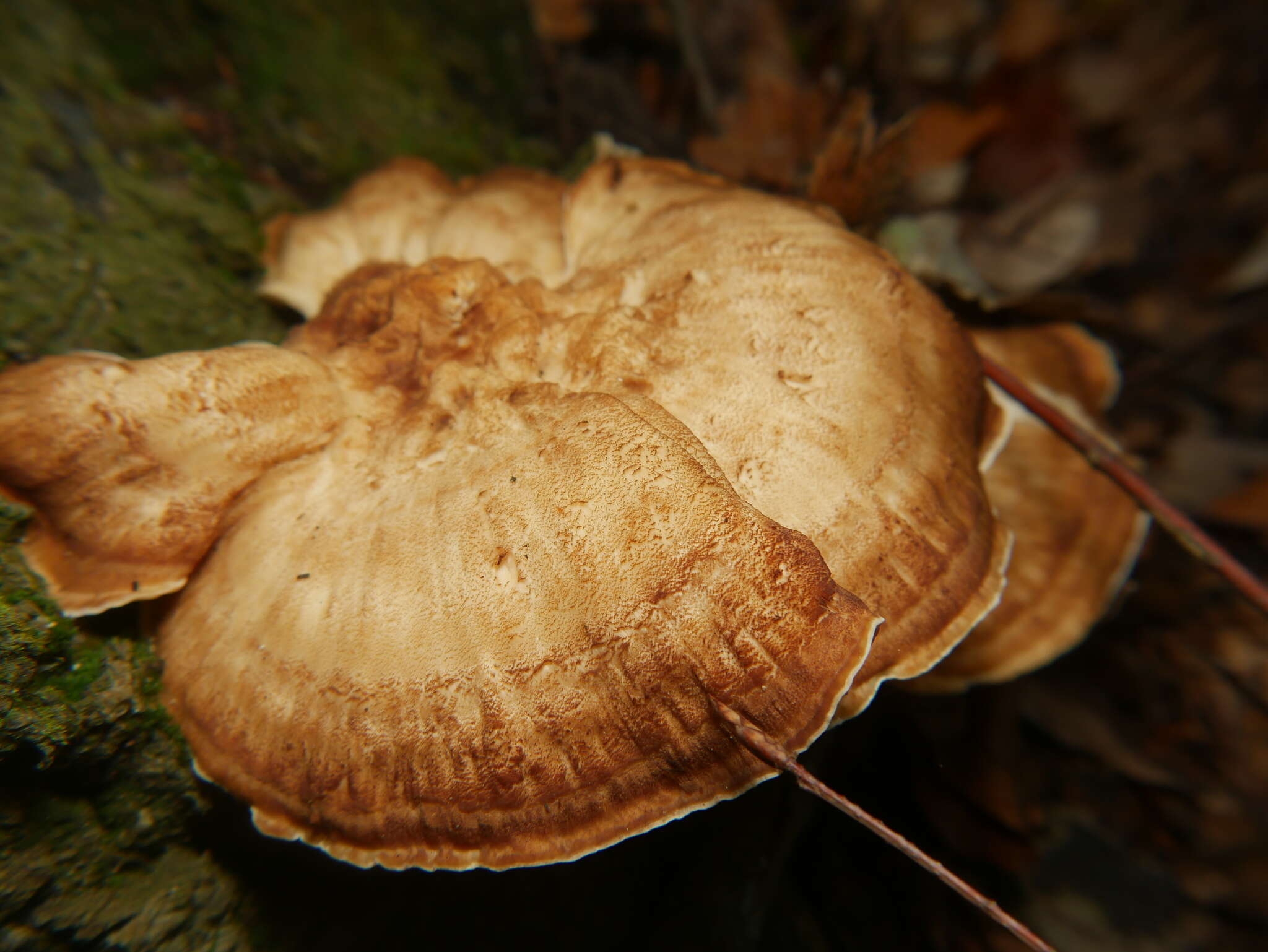 Image of Meripilus giganteus (Pers.) P. Karst. 1882