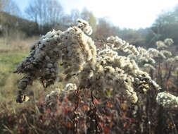 Imagem de Solidago gigantea Ait.