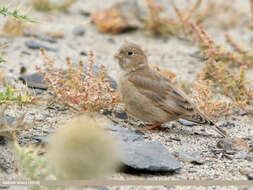 Image of Mongolian Finch