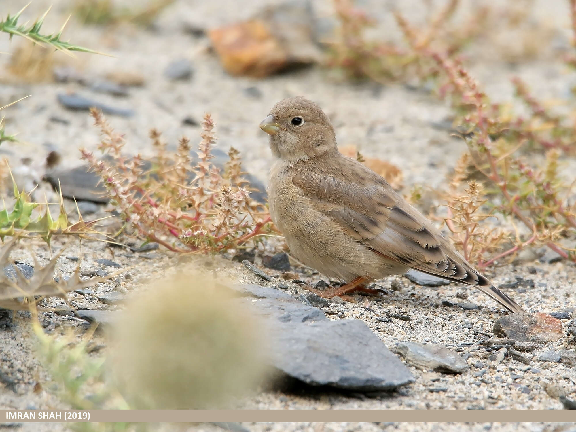 Image of Mongolian Finch