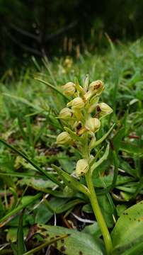 Image of Frog orchid