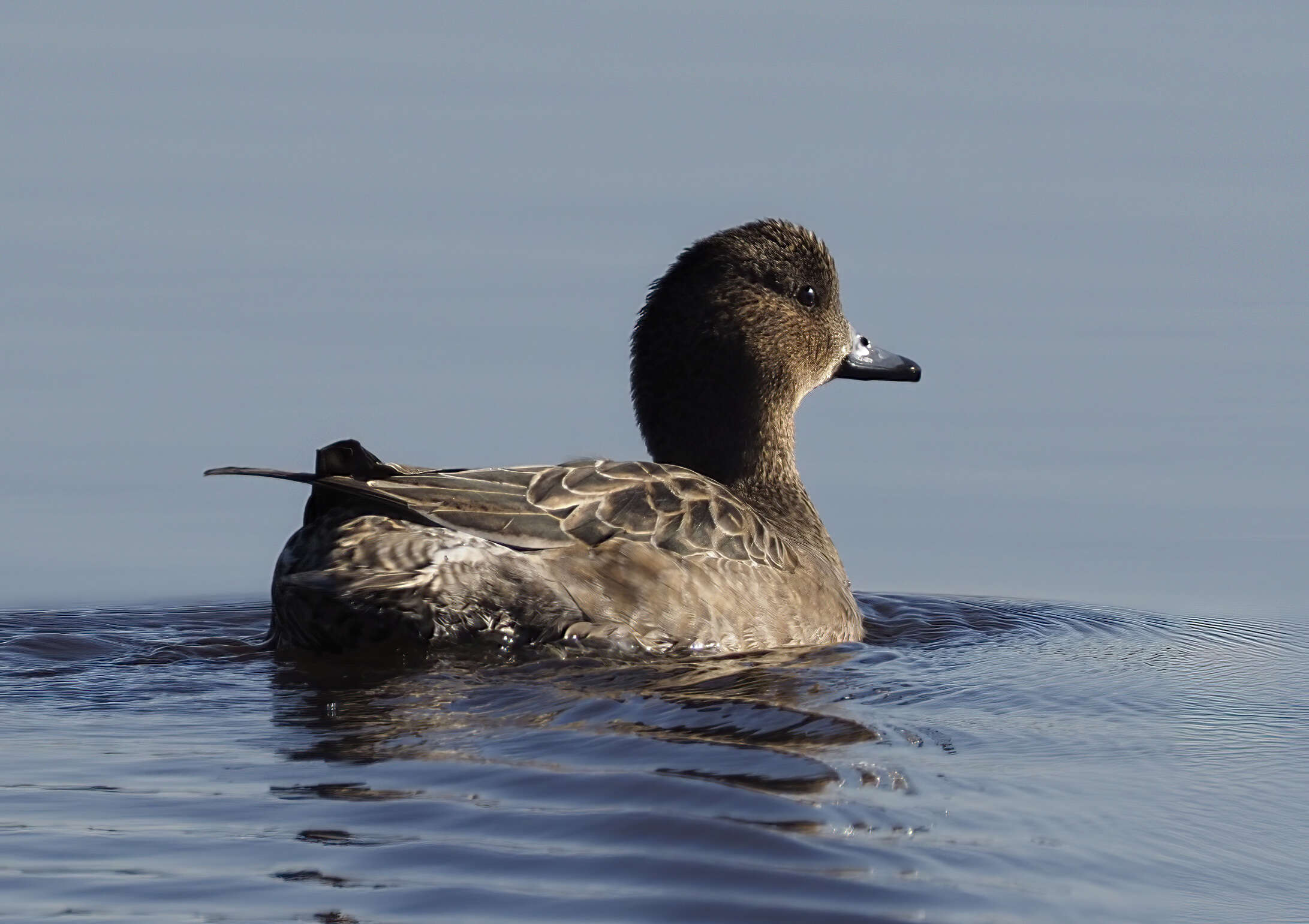 Image of Eurasian Wigeon