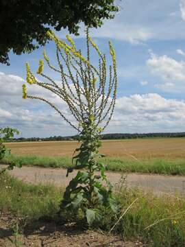 Image of Great Mullein