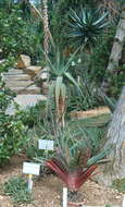 Image of Gasteria obliqua (Aiton) Duval