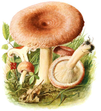 Image of Woolly Milkcap