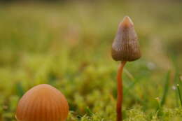 Plancia ëd Psilocybe semilanceata (Fr.) P. Kumm. 1871