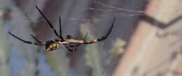 Image of Silver Argiope