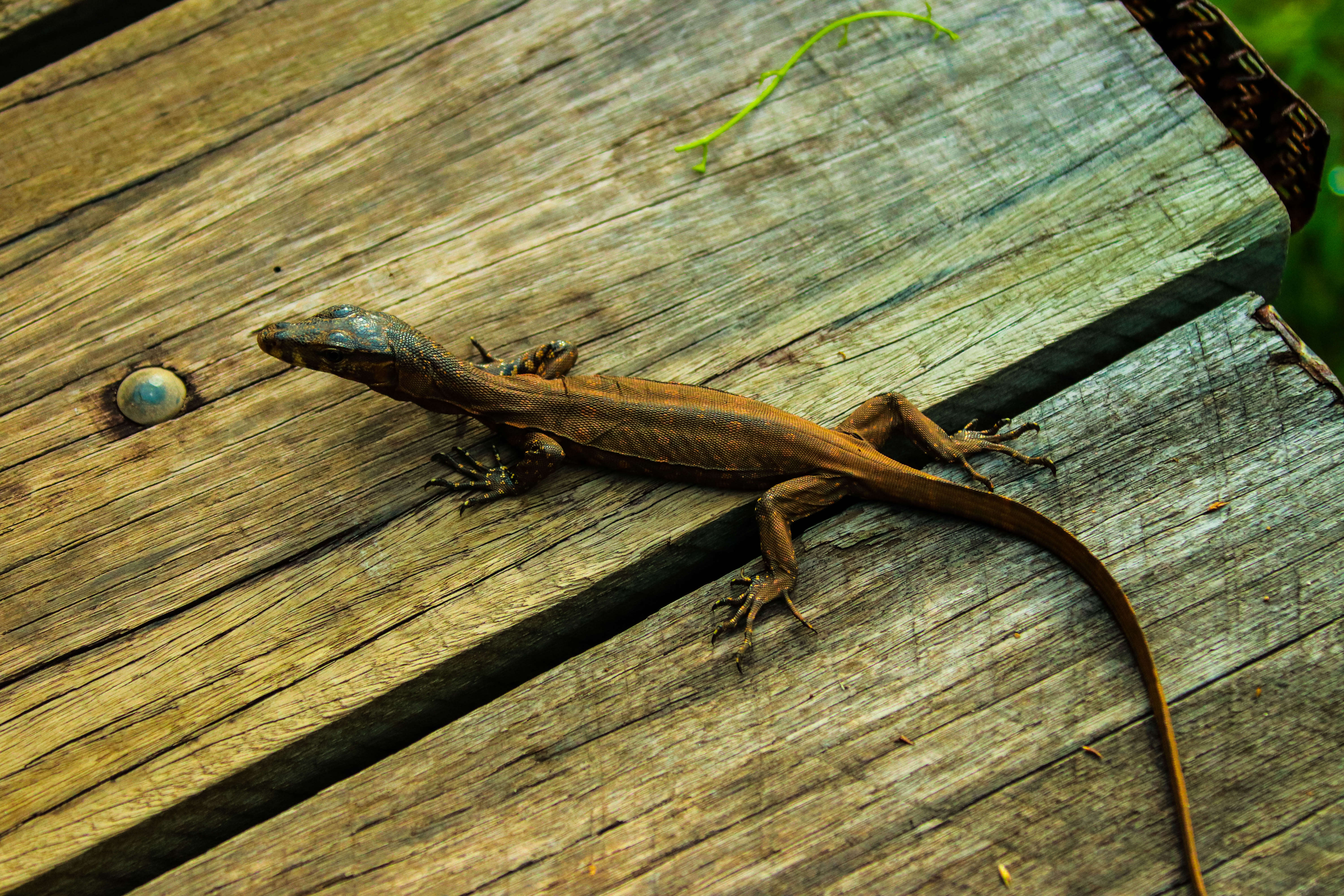 Image of Common Water Monitor