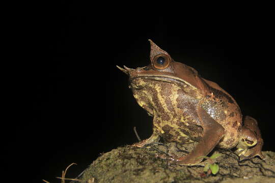 Image of Borneon Horned Frog