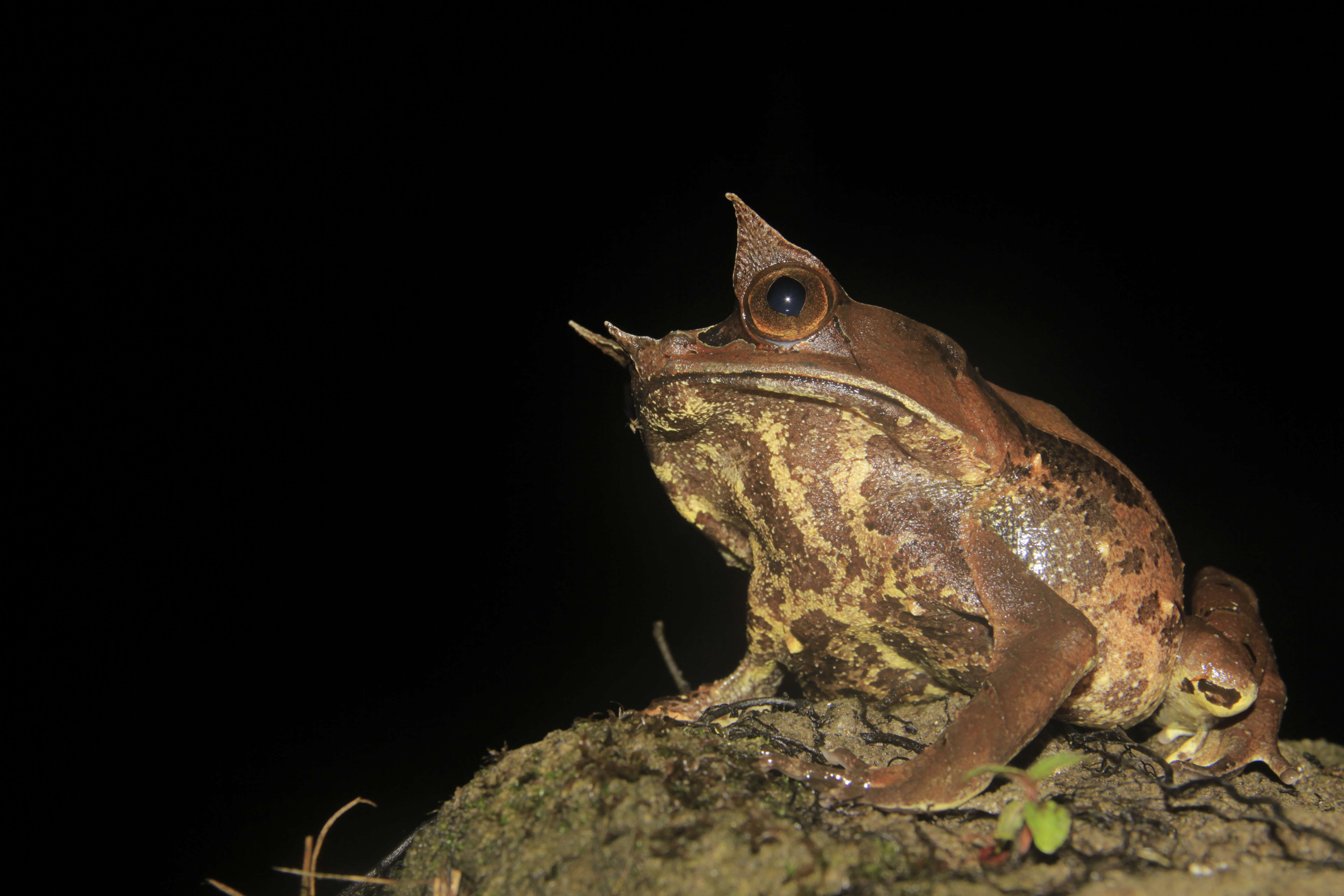 Image de Megophrys nasuta (Schlegel 1858)