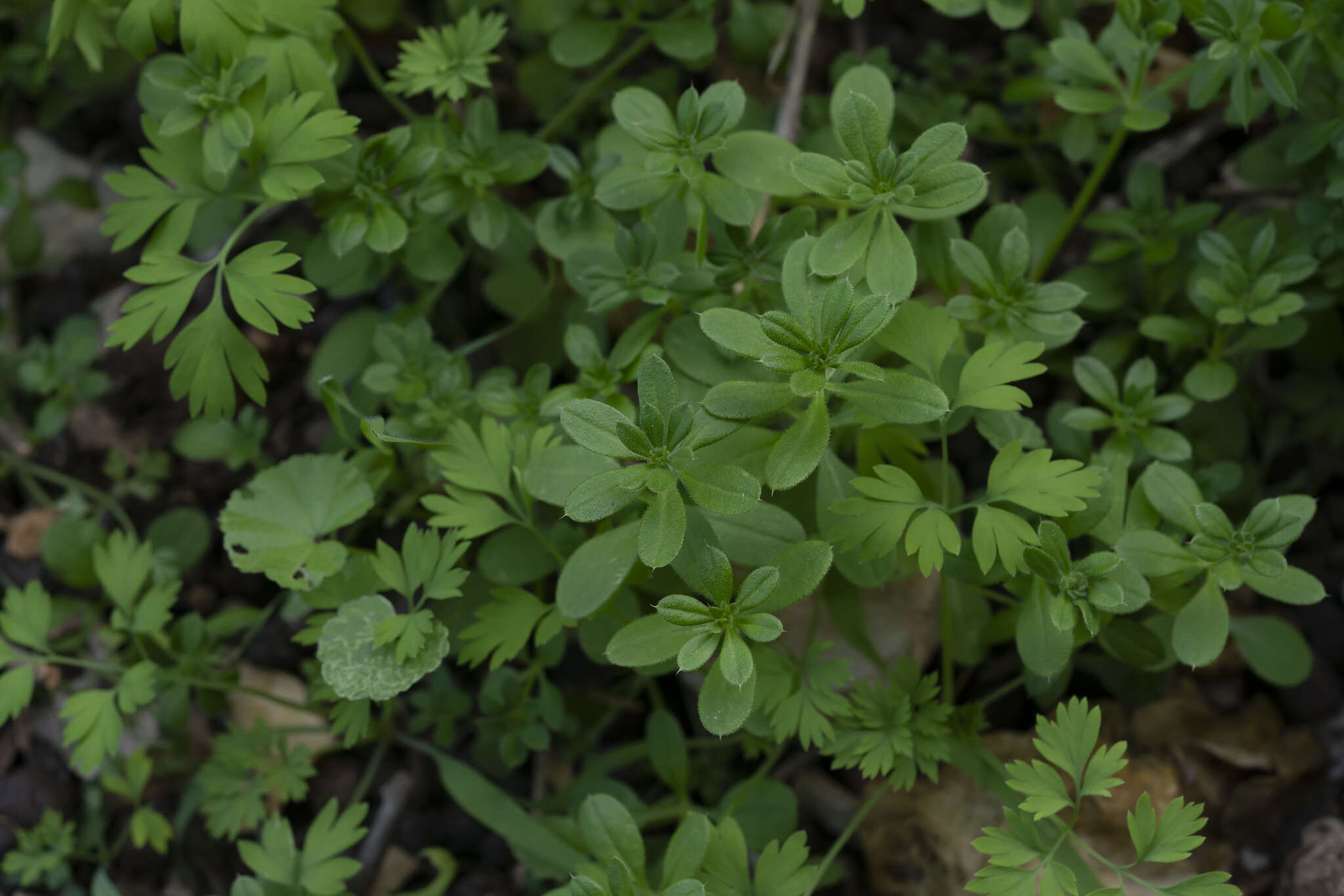 Image of Goosegrass