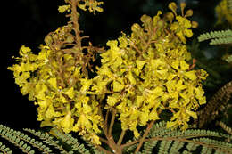 Image of African weeping-wattle