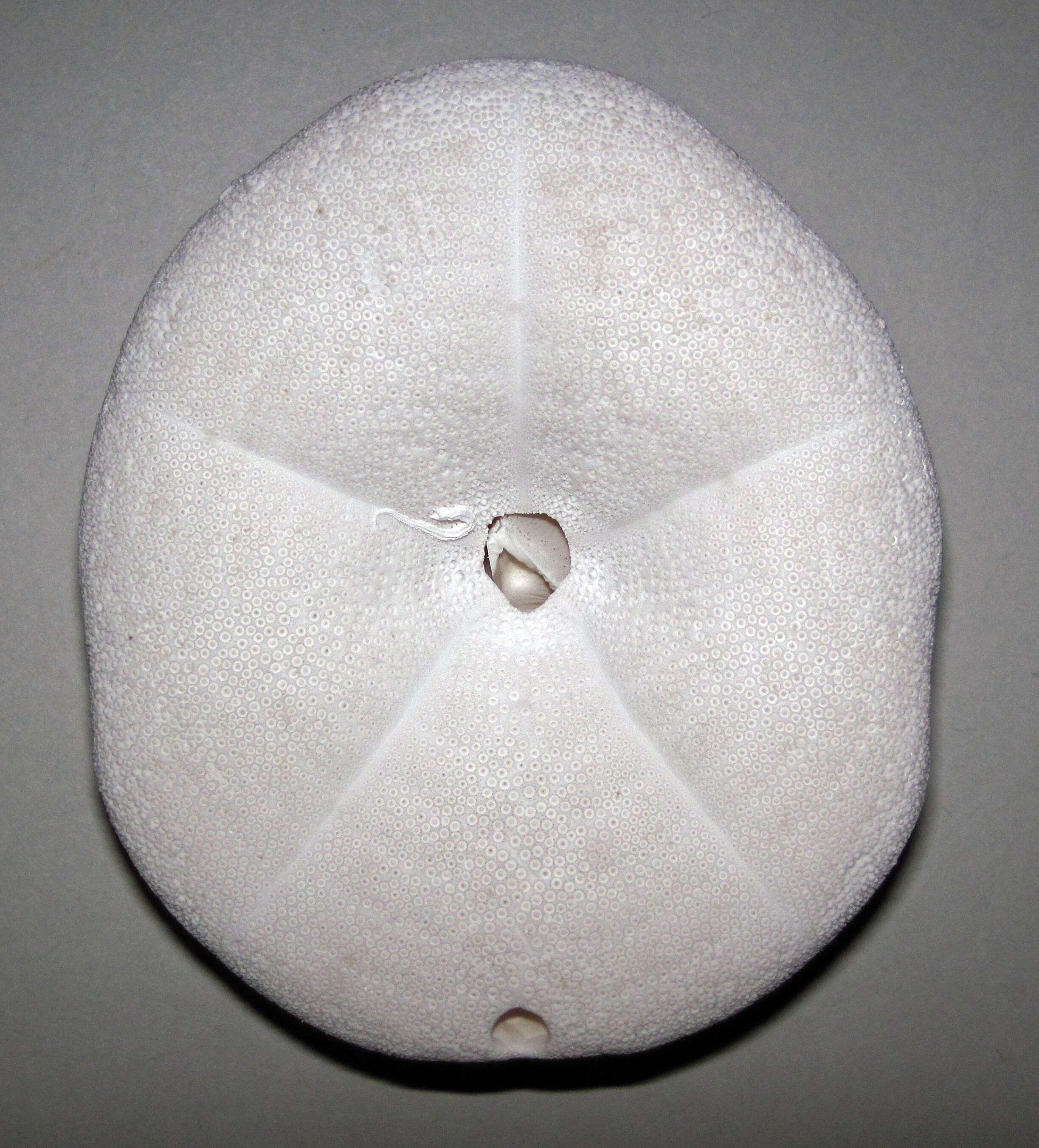 Image of sea biscuit