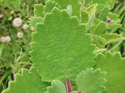 Image of Ginger Bush