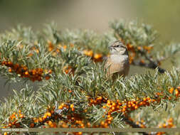 Image of European Rock Bunting