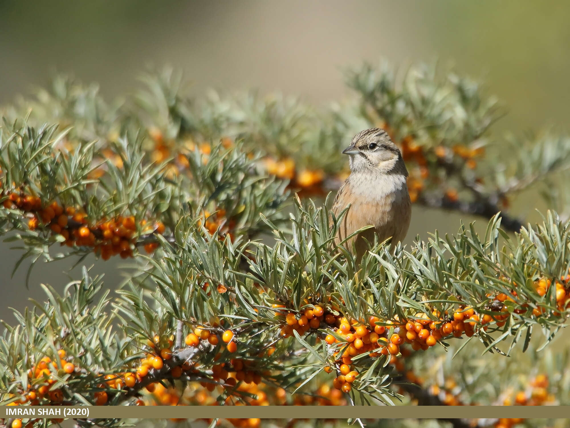 Image of European Rock Bunting