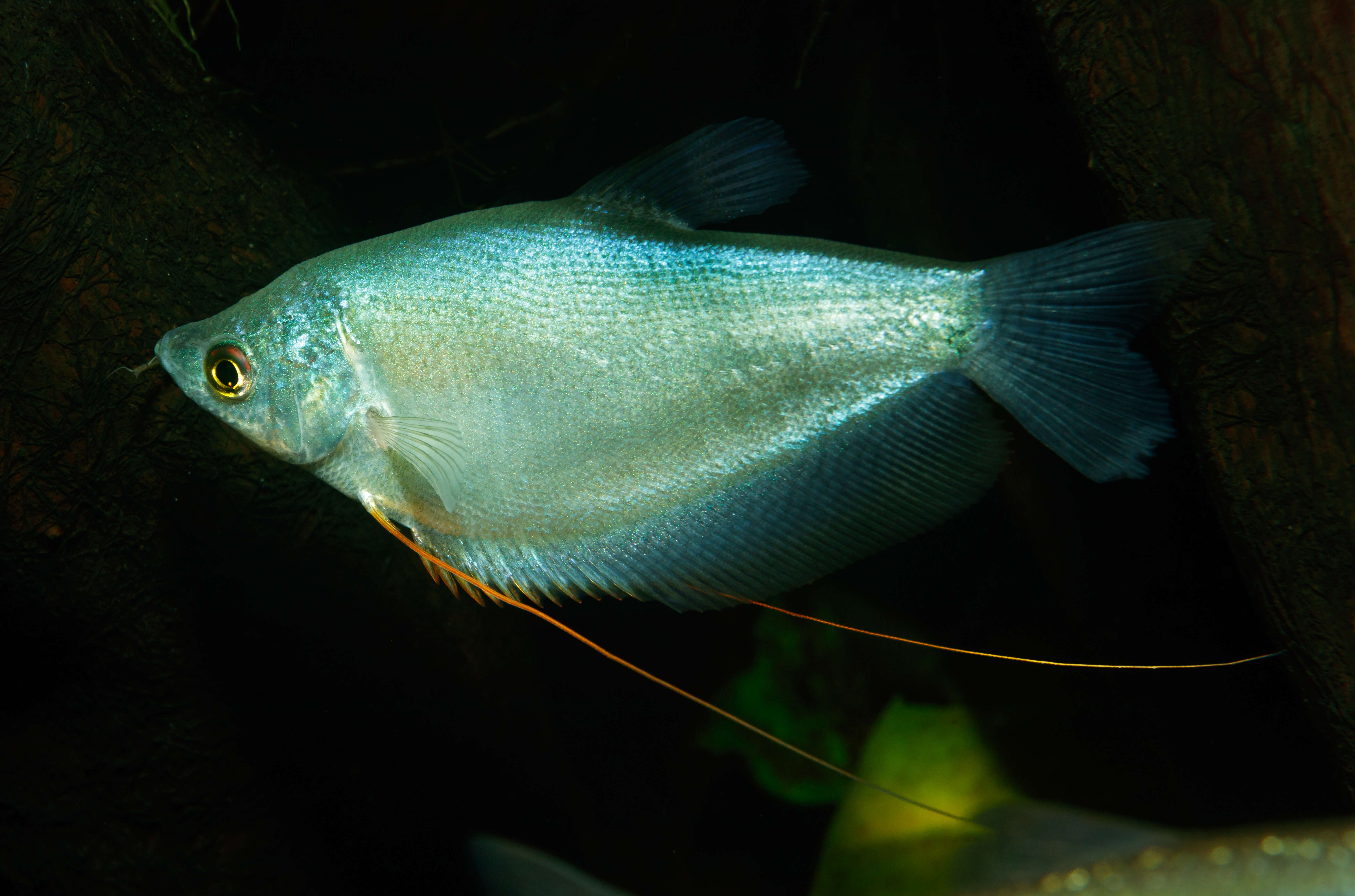 Trichopodus microlepis (Günther 1861) resmi