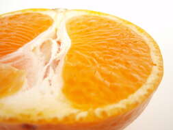 Image of Citrus unshiu