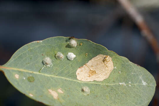 Image of jumping plantlice