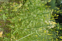 Image of white mustard