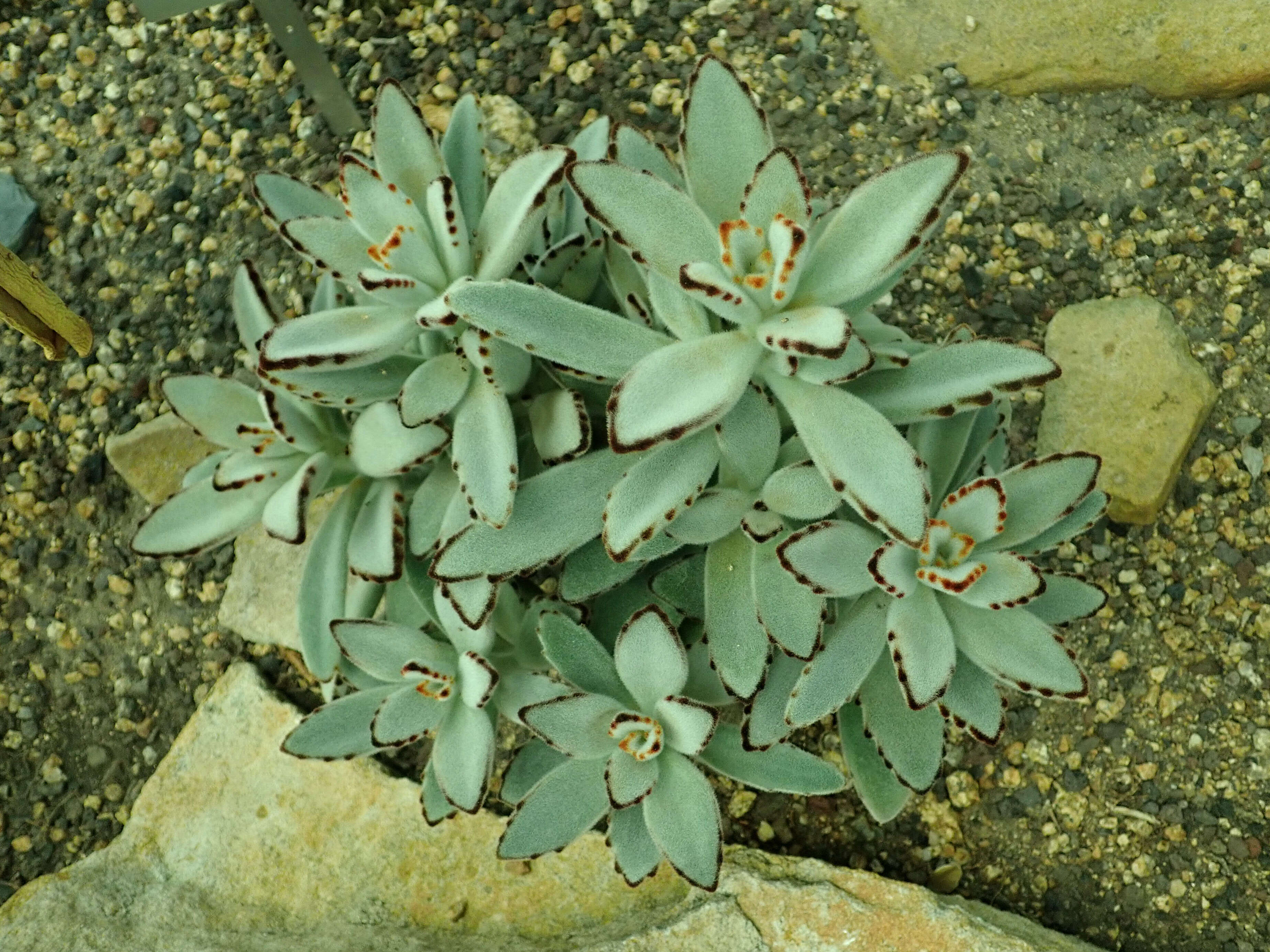 Image of Kalanchoe tomentosa Baker