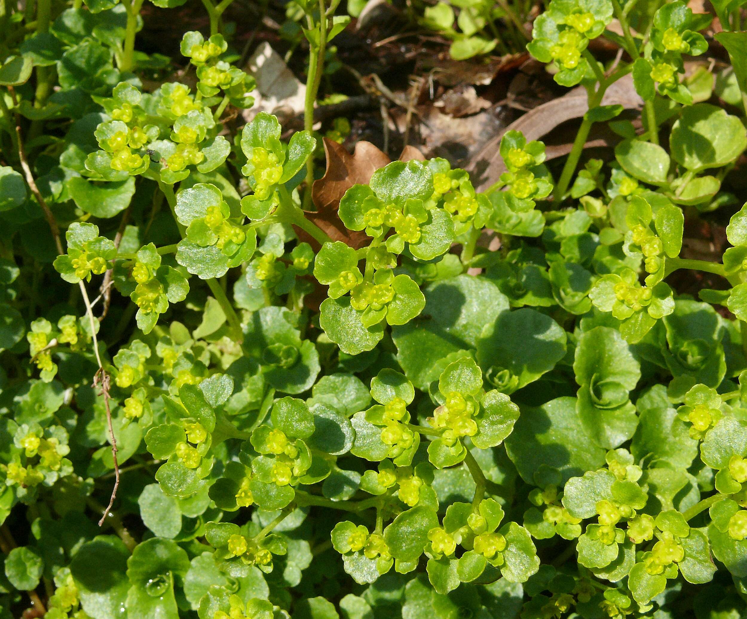 Plancia ëd Chrysosplenium oppositifolium L.