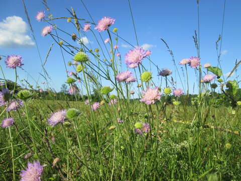 Слика од Knautia arvensis (L.) Coulter