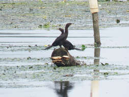 Image of Pygmy Cormorant