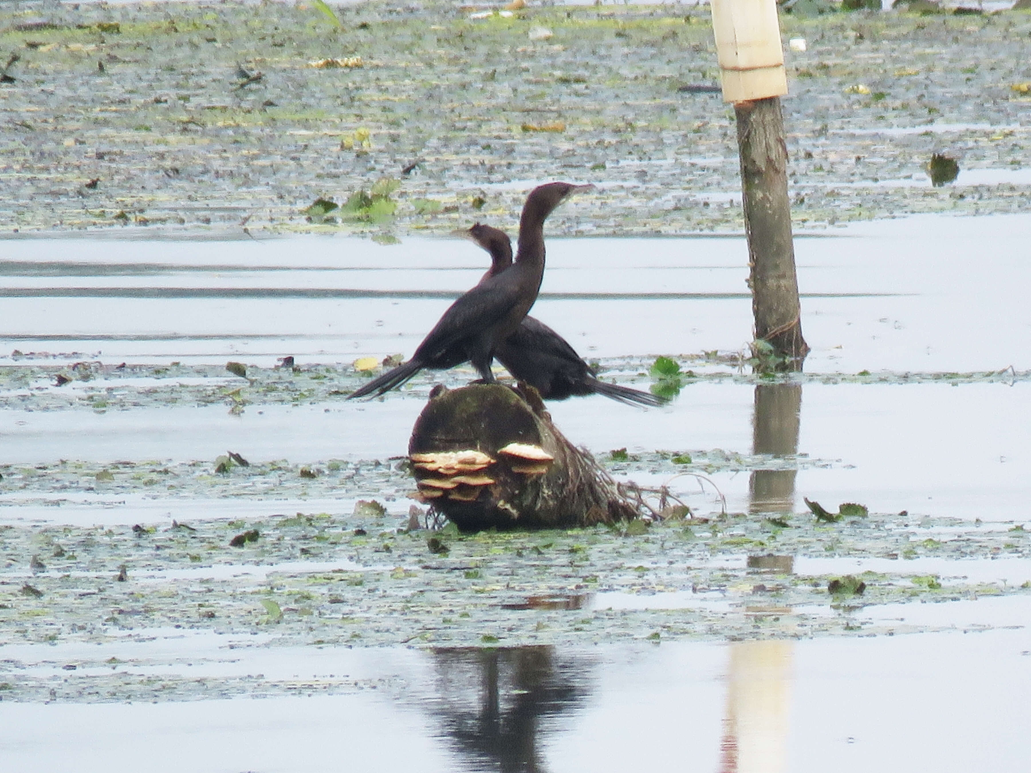 Image of Pygmy Cormorant