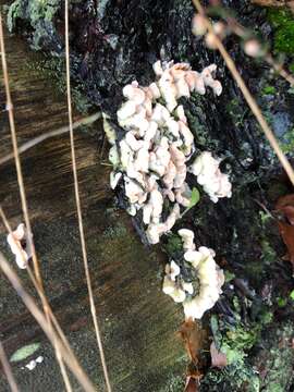 Image of Phlebia tremellosa (Schrad.) Nakasone & Burds. 1984