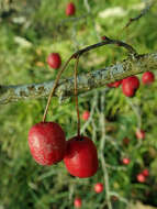 Image of Crataegus microphylla C. Koch