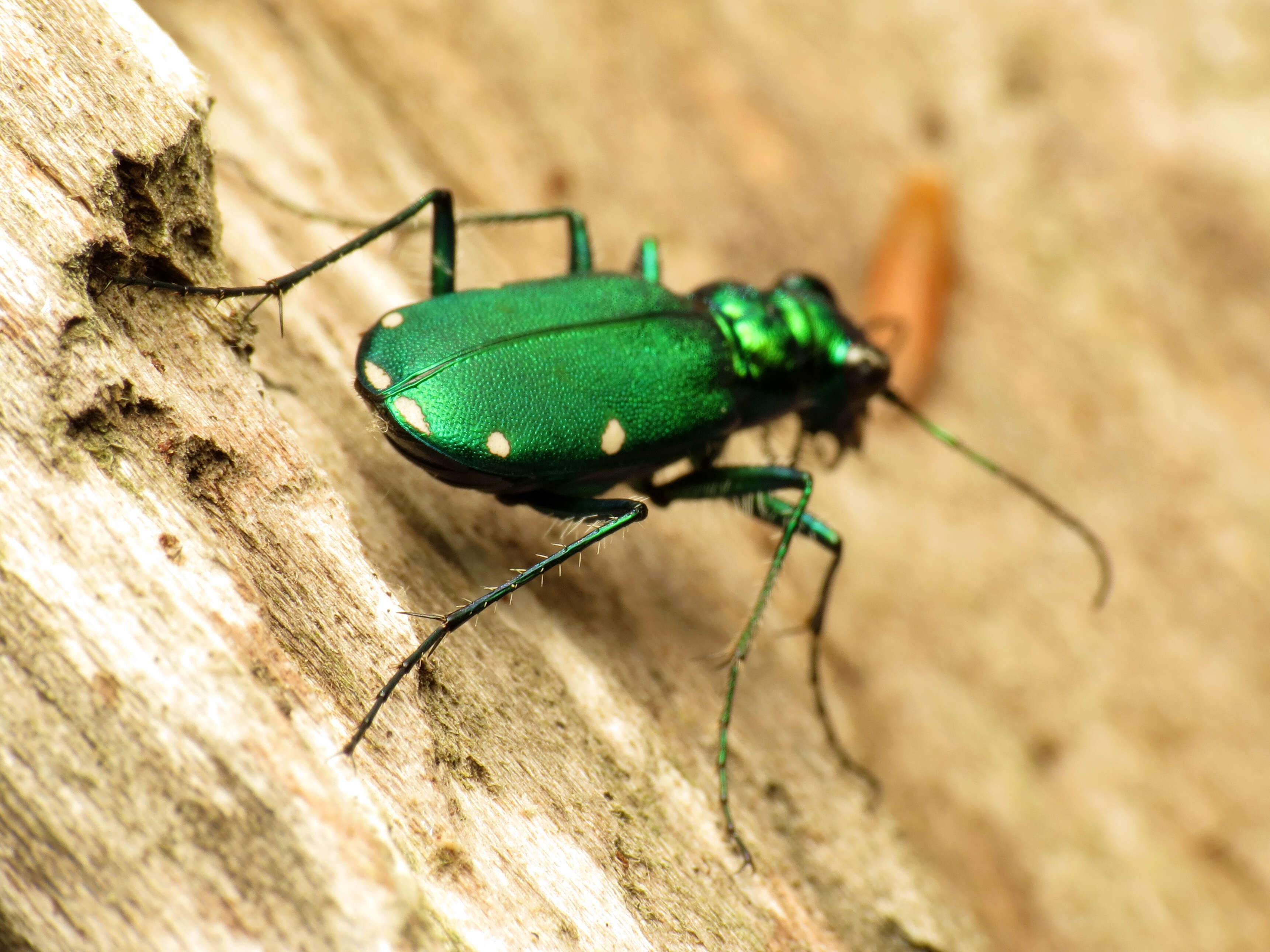 Imagem de Cicindela (Cicindela) sexguttata Fabricius 1775