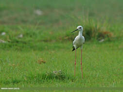 Image of Black-winged Stilt