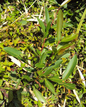 Image de Syzygium salicifolium (Wight) J. Grah.