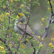 Image of Auriparus Baird & SF 1864