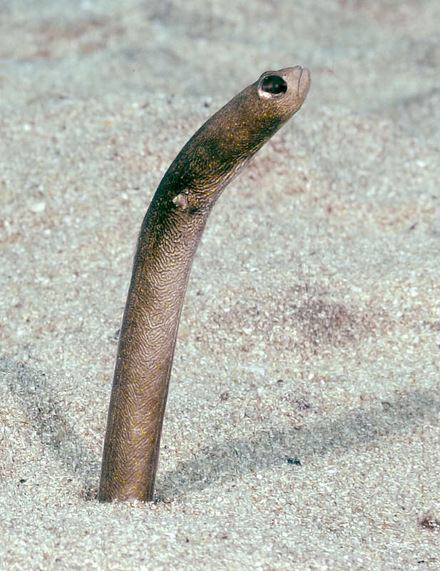 Image of Brown Garden Eel