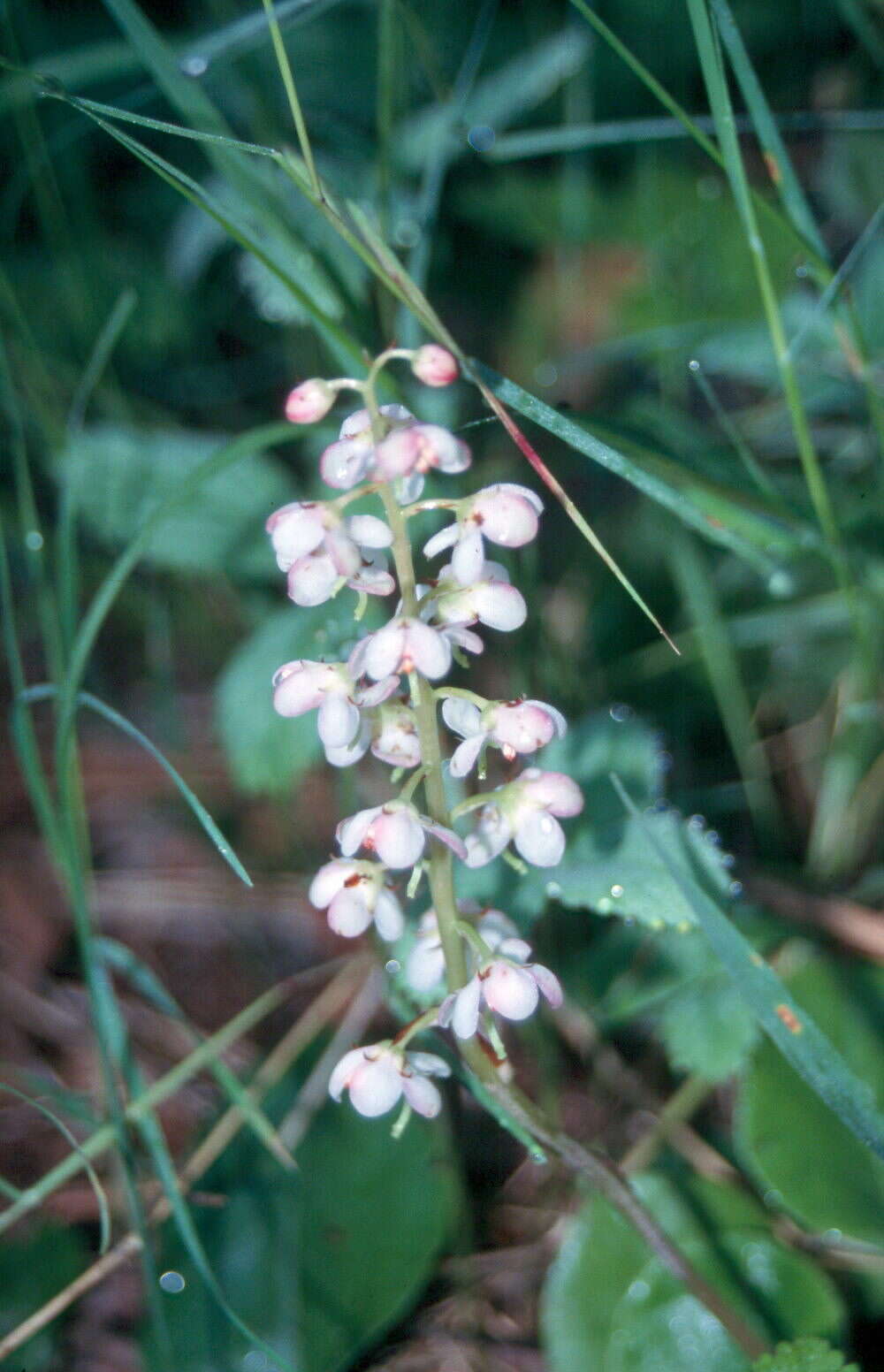 Image of waxflower shinleaf